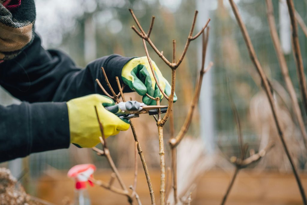 Eine Person, die mit Handschuhen einen Baum beschneidet.
